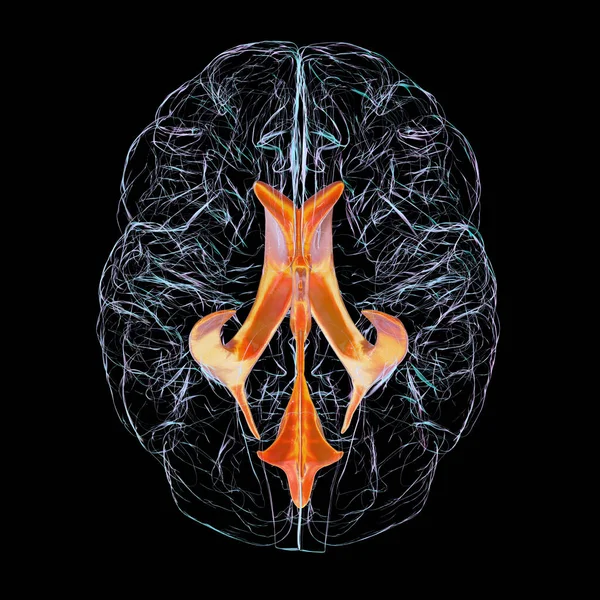 Beynin Ventriküler Sistemi Alt Görüş Boyutlu Çizim Karıncıklar Beyindeki Boşluklardır — Stok fotoğraf