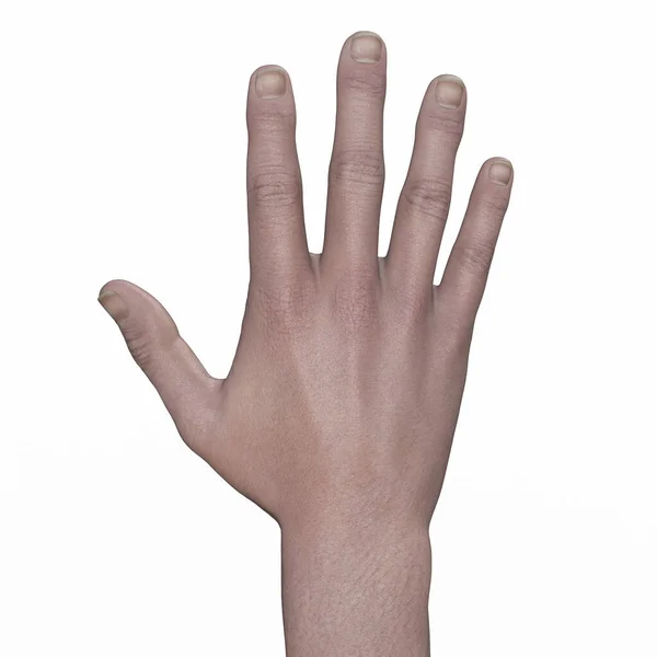 Sebuah Ilustrasi Ilmiah Menampilkan Tangan Manusia Menunjukkan Yang Rumit Anatomi — Stok Foto