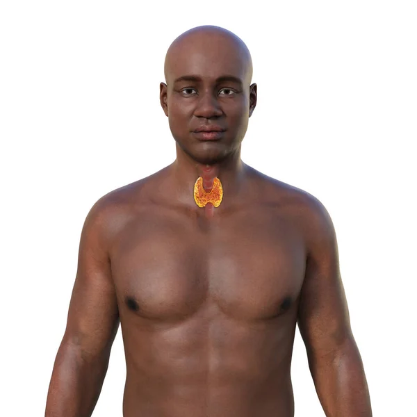 Schildklier Anatomie Illustratie Presentatie Van Een Man Met Transparante Huid — Stockfoto