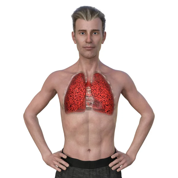 Fotorealistisk Illustration Den Övre Halvan Man Med Transparent Hud Avslöjar — Stockfoto