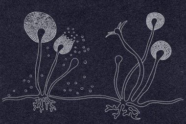 Rhizopus küf yapısı, ayrıca ekmek küfü, siyah mantar, illüstrasyon olarak da bilinir. Deri, burun sinüsleri, beyin ve akciğerleri kapsayan mukoza neden olan fırsatçı mantarlar. Covid-19 'un Karmaşıklığı