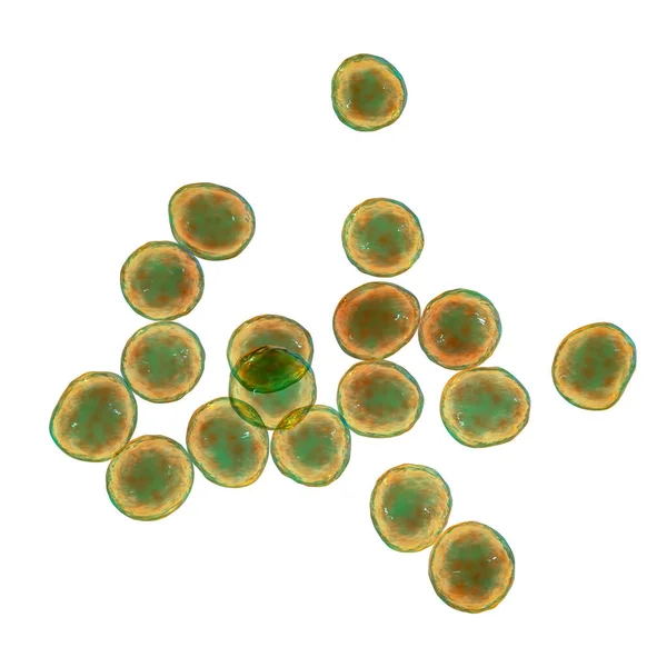 Staphylococcus Bacteria Género Bacterias Grampositivas Conocido Por Causar Varias Infecciones — Foto de Stock