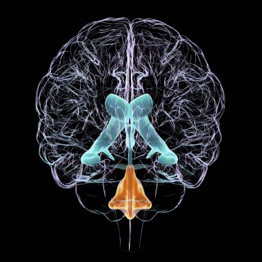 A 3D scientific illustration depicting isolated enlargement of the fourth brain ventricle, front view. clipart