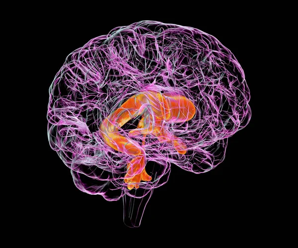 Ventrikulärt System Barnhjärnan Illustration Kamrarna Håligheter Hjärnan Som Fyllda Med — Stockfoto