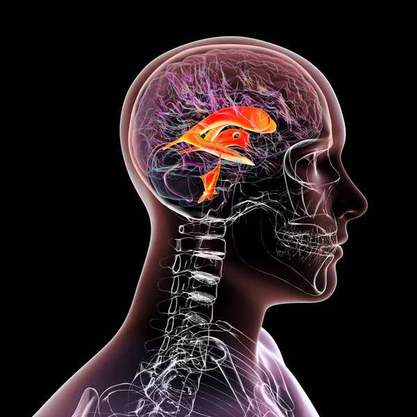 Beynin Ventriküler Sistemi Yan Görüş Boyutlu Çizim Karıncıklar Beyindeki Boşluklardır — Stok fotoğraf