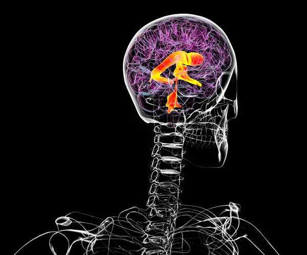 Sistema Ventricular Del Cerebro Ilustración Los Ventrículos Son Cavidades Cerebro — Foto de Stock