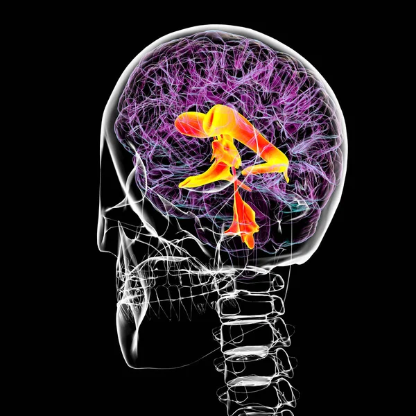 脳の分散系 3Dイラスト 脳内の空洞は脳脊髄液で満たされている Csf — ストック写真