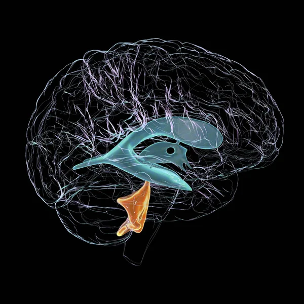 Vědecká Ilustrace Zobrazující Izolované Zvětšení Čtvrté Mozkové Komory Boční Pohled — Stock fotografie