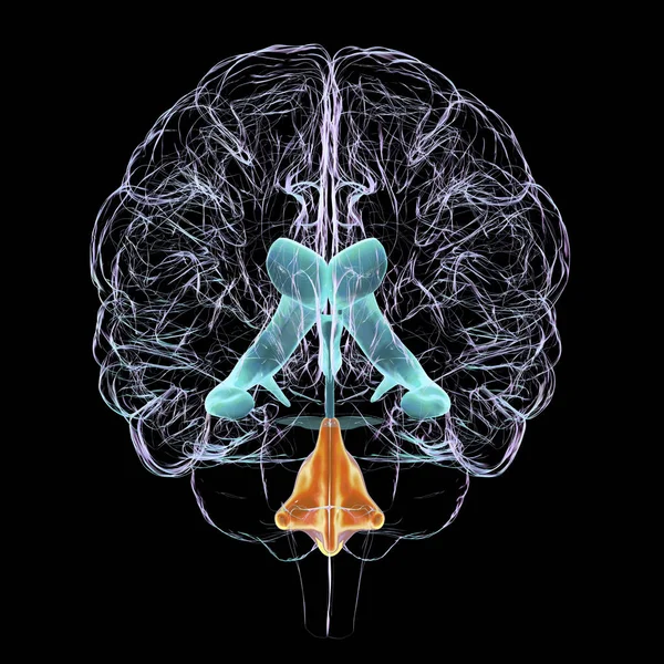Vetenskaplig Illustration Som Skildrar Isolerad Utvidgning Den Fjärde Hjärnventrikeln Framifrån — Stockfoto
