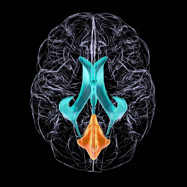 Naukowa Ilustracja Przedstawiająca Pojedyncze Powiększenie Czwartej Komory Mózgu Widok Dołu — Zdjęcie stockowe