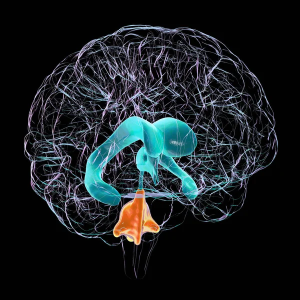Vědecká Ilustrace Zobrazující Izolované Zvětšení Čtvrté Mozkové Komory — Stock fotografie