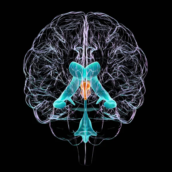 Vědecká Ilustrace Zobrazující Izolované Zvětšení Třetí Mozkové Komory Pohled Zepředu — Stock fotografie
