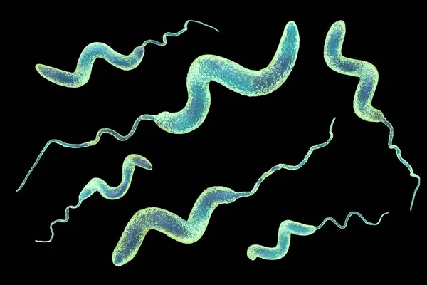 Kampüs Bakterisi Boyutlu Illüstrasyon Gram Negatif Spiral Şekilli Bakteri Campylobacter — Stok fotoğraf