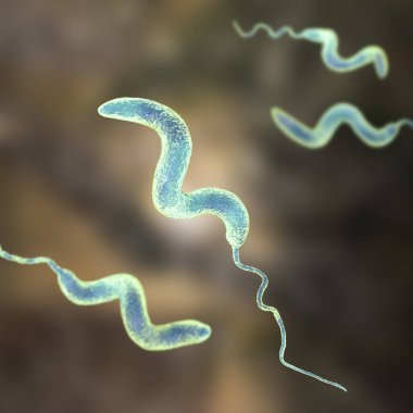 Kampüs bakterisi, 3 boyutlu illüstrasyon. Gram-negatif spiral şekilli bakteri, Campylobacter jejuni ve C. coli, insanlarda kampülobakteriye neden olur..