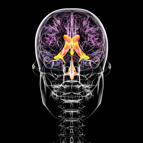 Ventrikulärt System Hjärnan Framifrån Illustration Kamrarna Håligheter Hjärnan Som Fyllda — Stockfoto