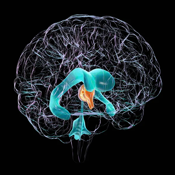 Naukowa Ilustracja Przedstawiająca Pojedyncze Powiększenie Trzeciej Komory Mózgu — Zdjęcie stockowe