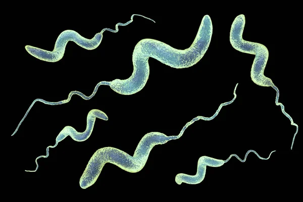 Campylobacter Bacteriën Illustratie Gram Negatieve Spiraalvormige Bacteriën Campylobacter Jejuni Coli — Stockfoto