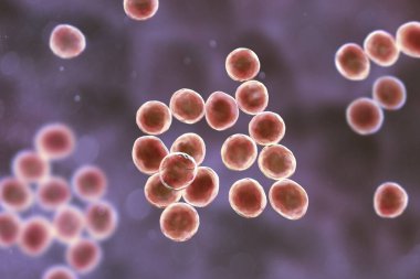 Staphylococcus bakterisi, insanlarda çeşitli enfeksiyonlara yol açtığı bilinen Gram pozitif bir bakteri cinsi..