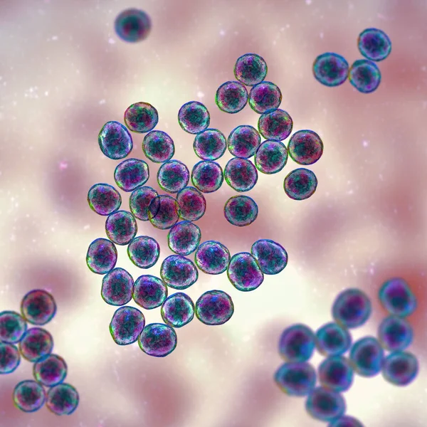 Staphylococcus Bakterien Eine Gattung Grampositiver Bakterien Die Für Verschiedene Infektionen — Stockfoto
