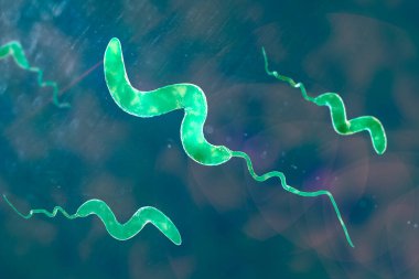 Kampüs bakterisi, 3 boyutlu illüstrasyon. Gram-negatif spiral şekilli bakteri, Campylobacter jejuni ve C. coli, insanlarda kampülobakteriye neden olur..