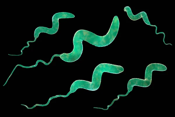 Βακτήρια Campylobacter Τρισδιάστατη Απεικόνιση Αρνητικά Κατά Gram Σπειροειδή Βακτήρια Campylobacter — Φωτογραφία Αρχείου