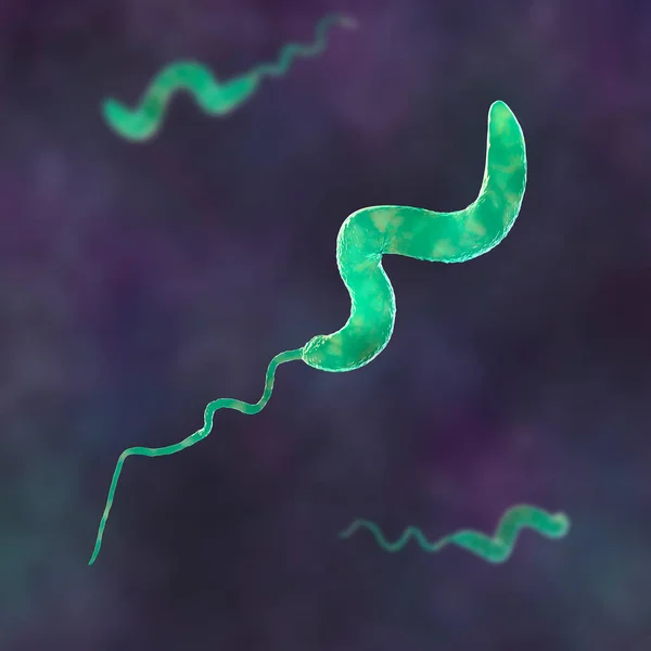 Campylobacter Bacteria Illustration Gram Negative Spiral Shaped Bacteria Campylobacter Jejuni — Stock Photo, Image
