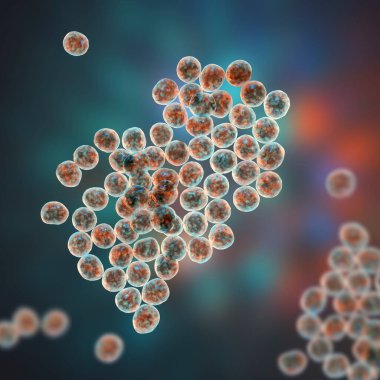 Staphylococcus bakterisi, insanlarda çeşitli enfeksiyonlara yol açtığı bilinen Gram pozitif bir bakteri cinsi..