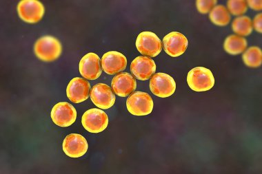 Staphylococcus bakterisi, insanlarda çeşitli enfeksiyonlara yol açtığı bilinen Gram pozitif bir bakteri cinsi..