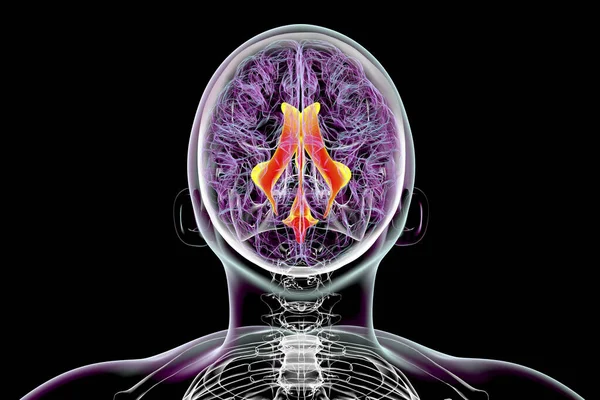 Ventrikuläres System Des Gehirns Illustration Die Herzkammern Sind Hohlräume Gehirn — Stockfoto