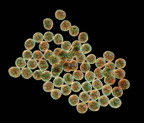 Staphylococcus Bakterisi Insanlarda Çeşitli Enfeksiyonlara Yol Açtığı Bilinen Gram Pozitif — Stok fotoğraf