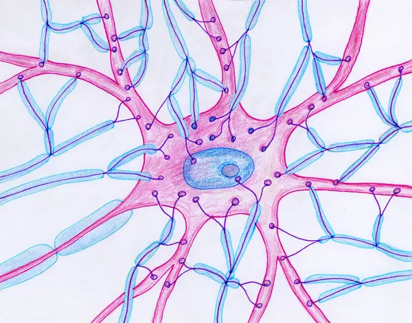Illustration Synaptic Endings Depicting Multiple Presynaptic Neuron Terminals Body Dendrites — Stock Photo, Image