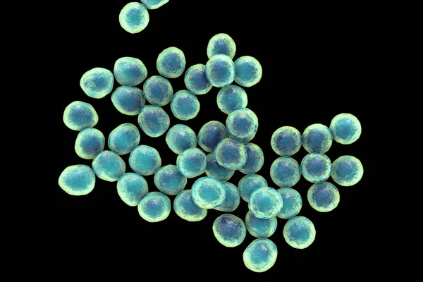Стафілококові Бактерії Рід Грампозитивних Бактерій Відомих Тим Викликають Різні Інфекції — стокове фото