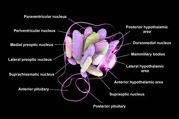 detailliertes Lungendiagramm