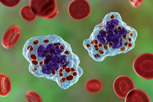 Makrofaj Hücresindeki Histoplazma Kapsülü Mayaları Boyutlu Illüstrasyon Histoplazma Akciğer Enfeksiyonuna — Stok fotoğraf