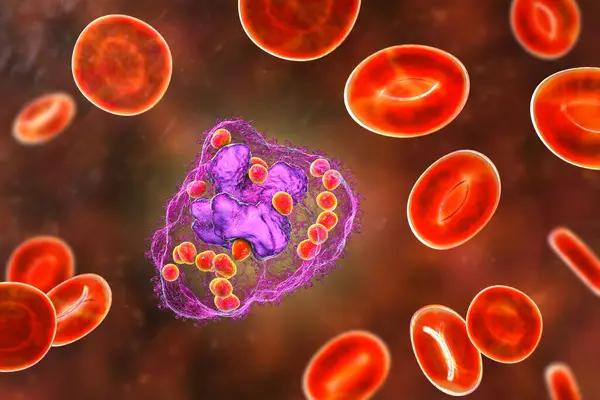 Makrofaj Hücresindeki Histoplazma Kapsülü Mayaları Boyutlu Illüstrasyon Histoplazma Akciğer Enfeksiyonuna — Stok fotoğraf