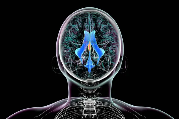 Üçüncü Beyin Ventrikülü Beynin Ventriküler Sisteminin Hayati Bir Bileşeni Boyutlu — Stok fotoğraf