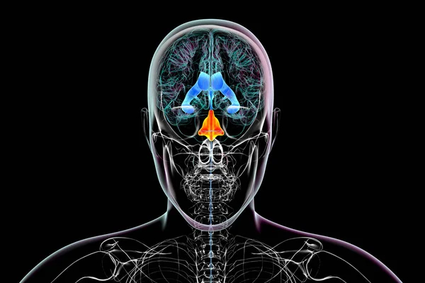 Scientific Illustration Depicting Isolated Enlargement Fourth Brain Ventricle Front View — Stock Photo, Image