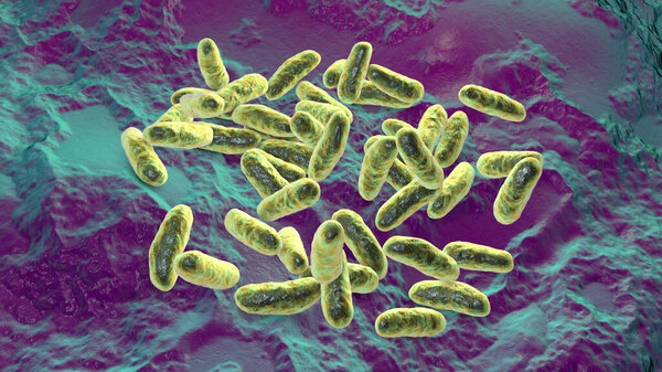 Haemophilus influenzae bacteria, known for causing respiratory infections like pneumonia and meningitis, 3D illustration.