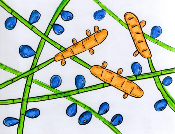 Fungo Trichophyton Rubrum Illustrazione Disegnata Mano Che Mostra Macroconidi Microconifere — Foto Stock