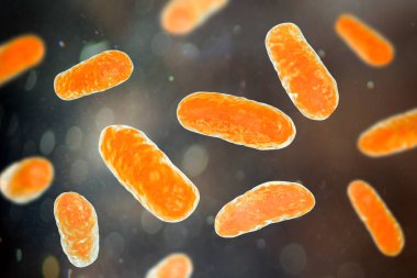 Pnömoni ve menenjit gibi solunum enfeksiyonlarına neden olmasıyla bilinen hemofili gribi bakterisi, 3 boyutlu illüstrasyon.