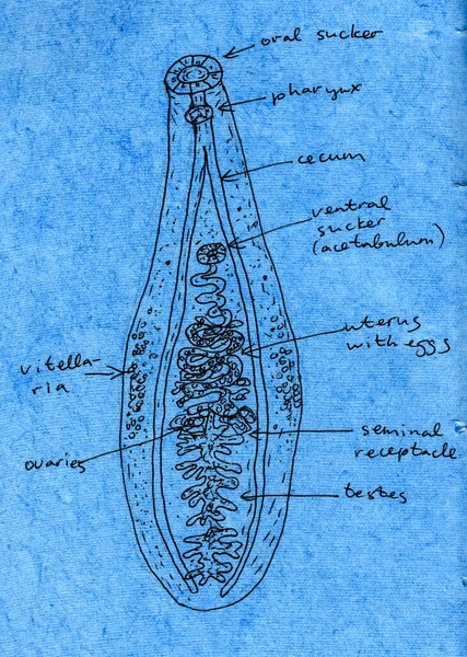 Hand-drawn pen ink illustration of Clonorchis sinensis (Chinese liver fluke) on aged paper. Clonorchiasis disease occurs after consuming raw or undercooked freshwater fish contaminated with larvae.