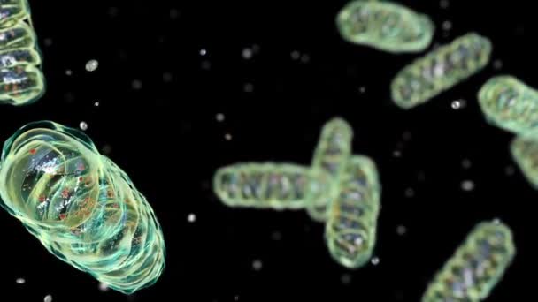 Mitocondrias Una Membrana Cerrada Orgánulos Celulares Que Producen Energía Animación — Vídeos de Stock