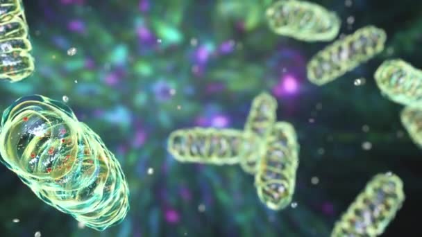 Mitochondria Zamknięte Błonie Organele Komórkowe Wytwarzające Energię Animacja — Wideo stockowe