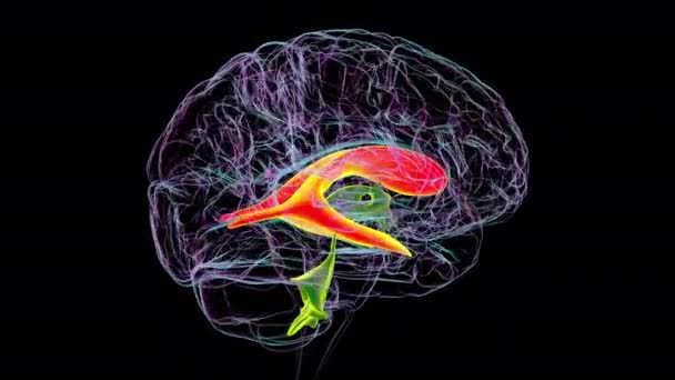 大脑侧脑室 大脑中最大的配对腔 负责产生和循环脑脊液 3D动画 — 图库视频影像