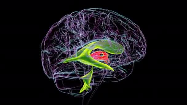 Animação Científica Mostrando Terceiro Ventrículo Cerebral Componente Vital Sistema Ventricular — Vídeo de Stock