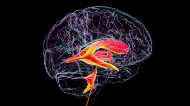 Желудочковая Система Головного Мозга Анимация Желудочки Полости Мозгу Заполненные Спинномозговой — стоковое видео