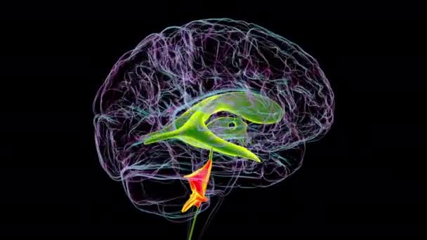 Анатомия Четвертого Желудочка Головного Мозга Выделенная Оранжевым Цветом Заполненная Жидкостью — стоковое видео