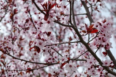 Çiçek açan kiraz dalları. Bahar mevsiminde güzel kiraz çiçekleri