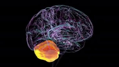 360 derece dönen vurgulanmış beyincik ile insan beyninin anatomik yapısını gösteren 3 boyutlu animasyon.