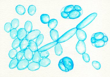 Saccharomyces cerevisiae mayaları, elle çizilmiş suluboya çizimleri. Fırıncı ya da mayacı mayası, probiyotikler normal barsak bitkisini yeniliyor..